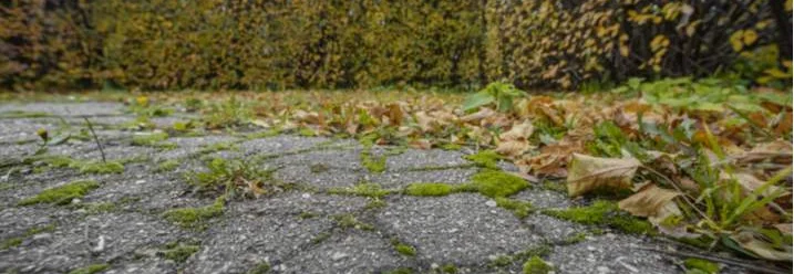 Vermooster Pflastersteinweg mit Blättern